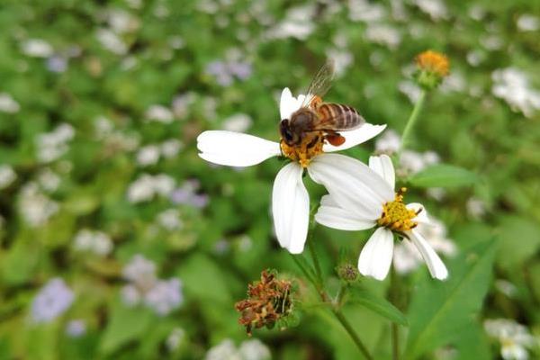 幼年蜂、青年蜂、壮年蜂和老年蜂的区别，担任的职责不同