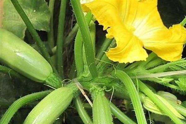 早春西葫芦的种植技术，播种期一般为1月下旬至2月上旬