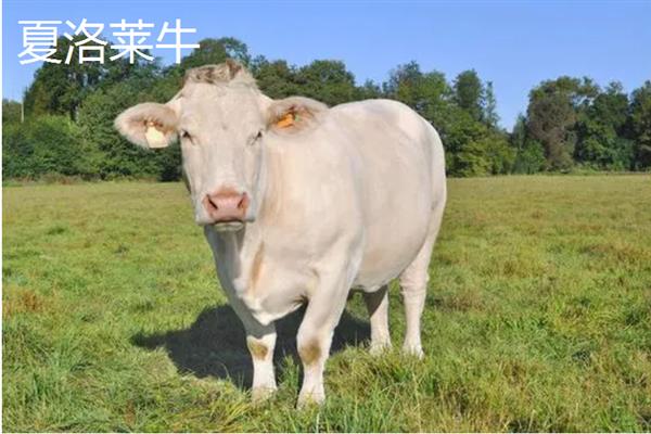 养牛有补贴吗，我国养牛是有补贴的