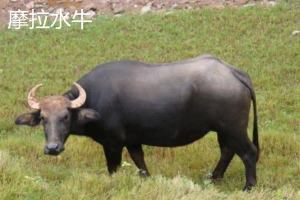 养牛有补贴吗，我国养牛是有补贴的