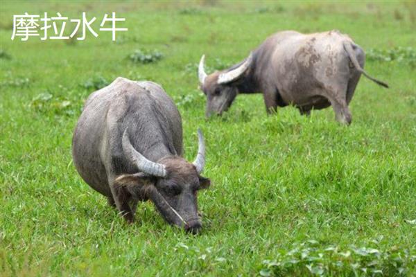 养牛有补贴吗，我国养牛是有补贴的