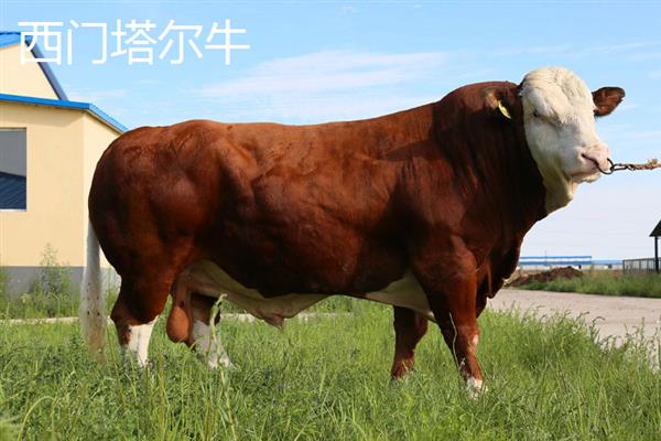 养牛有补贴吗，我国养牛是有补贴的