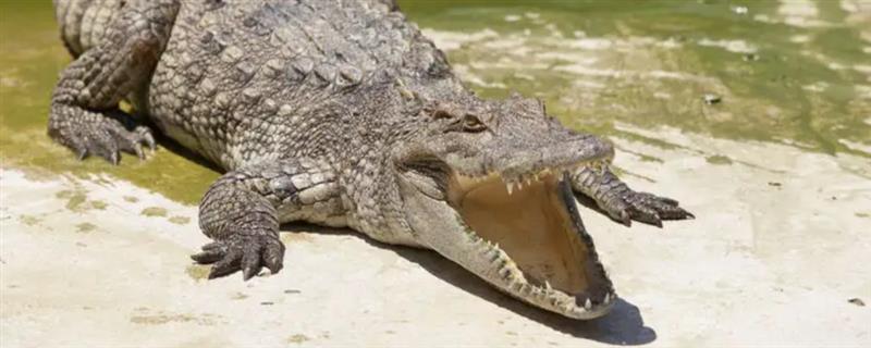 鳄鱼有没有舌头，鳄鱼有舌头