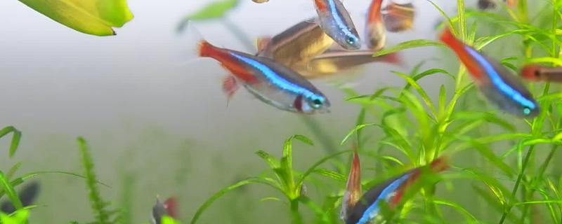 红绿灯鱼属于哪个水层的鱼类，主要在中层和下层活动