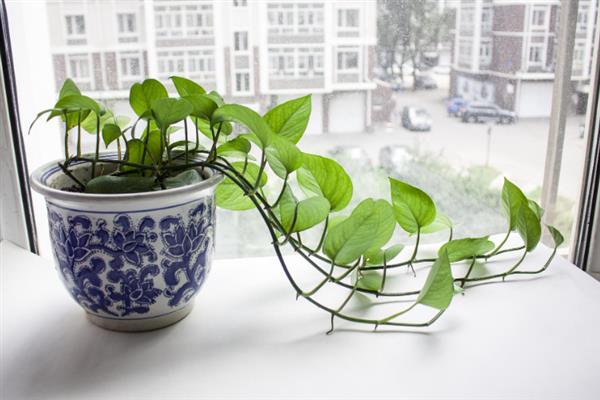 绿萝能不能晒太阳，可以晒光但不能被强光直射