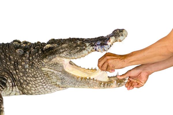 鳄鱼有没有舌头，鳄鱼有舌头