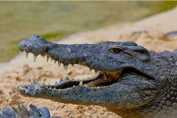 鳄鱼有没有舌头，鳄鱼有舌头