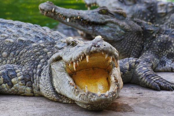 鳄鱼有没有舌头，鳄鱼有舌头