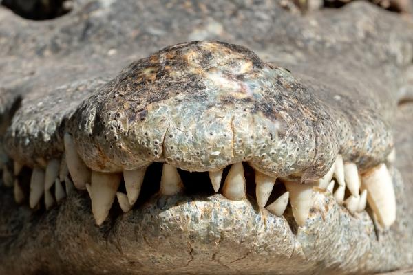 鳄鱼有没有舌头，鳄鱼有舌头