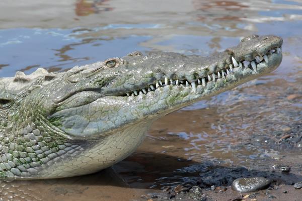 鳄鱼有没有舌头，鳄鱼有舌头