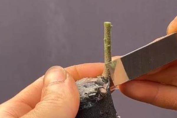 金弹子秋天能不能嫁接，嫁接时间为9-10月份之间