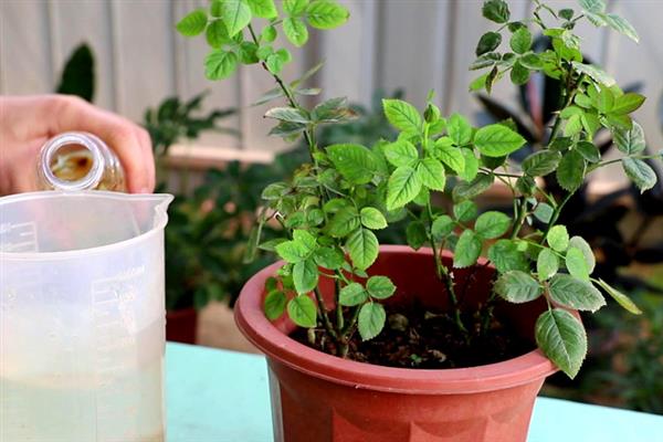 秋天种月季花能否成活，秋天可以种植月季花
