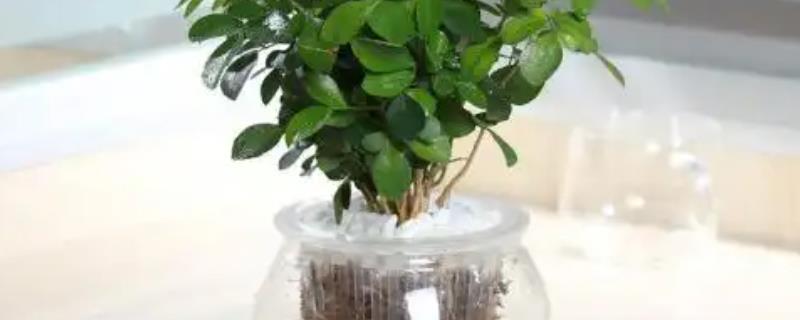 茉莉怎么水培扦插，最好在4-6月份进行
