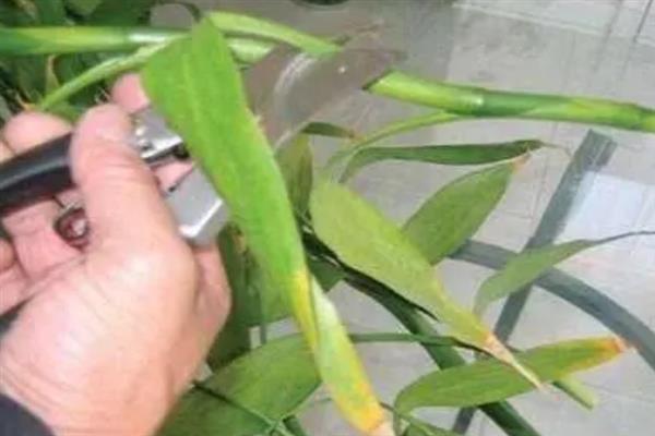 富贵竹的移栽方法，截取母株插入基质中