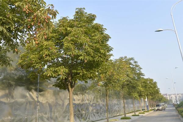 七叶树的开花时间，一般为4-5月份