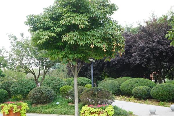 七叶树的开花时间，一般为4-5月份