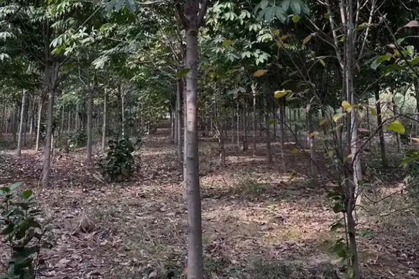 七叶树的开花时间，一般为4-5月份