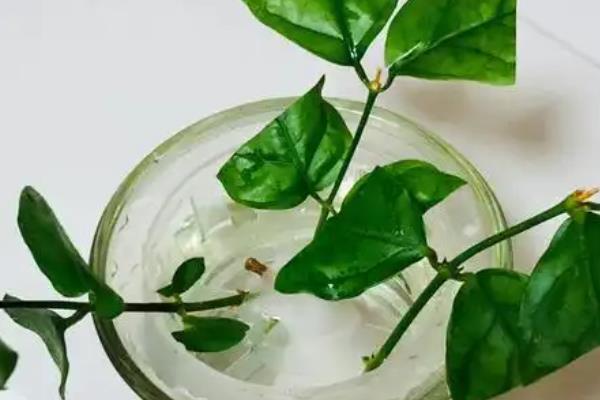 茉莉怎么水培扦插，最好在4-6月份进行