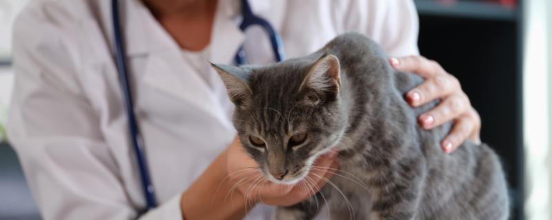 猫咪的体温达到40.5℃如何处理，可送往医院或使用氟尼辛葡甲胺颗粒