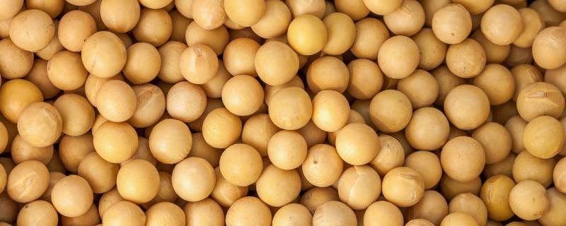 大豆的种类，常见的有青豆、黄豆、黑豆等