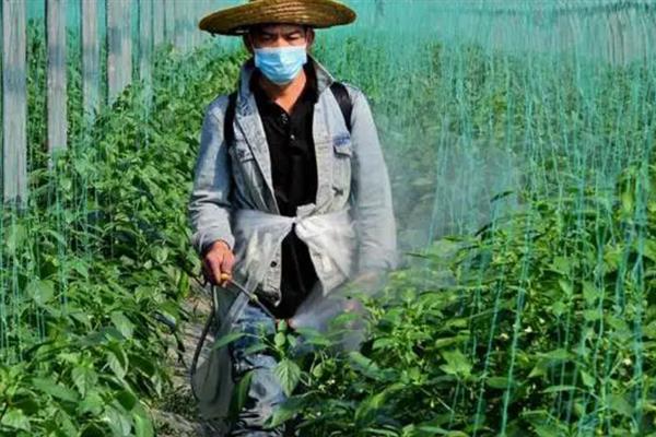 夏辣椒的病虫害管理，防涝是防治辣椒疫病的关键