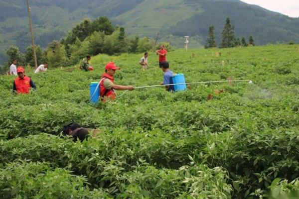 夏辣椒的病虫害管理，防涝是防治辣椒疫病的关键