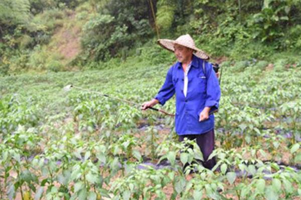 夏辣椒的病虫害管理，防涝是防治辣椒疫病的关键
