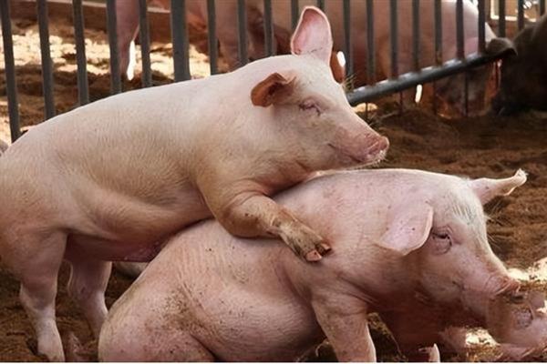 养母猪的利润与成本分析，养30头猪的总利润为20万元左右