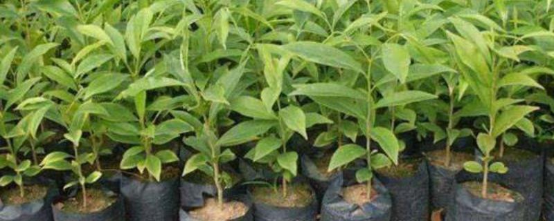 沉香的种植方法,种植2-3年后要为其施加含氮磷钾的肥料