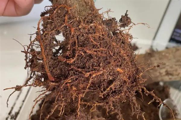 如何辨别发财树是缺水还是多水，可扒开土壤查看