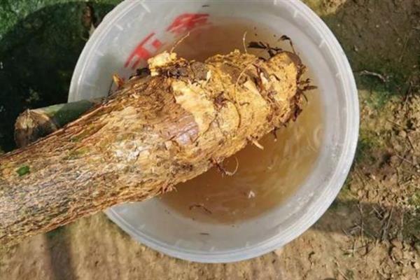 如何辨别发财树是缺水还是多水，可扒开土壤查看