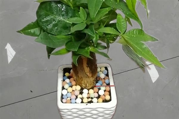 如何辨别发财树是缺水还是多水，可扒开土壤查看