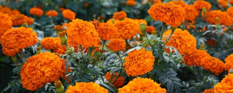 万寿菊的病害与治疗方法，常见的有枯萎病、花腐病等