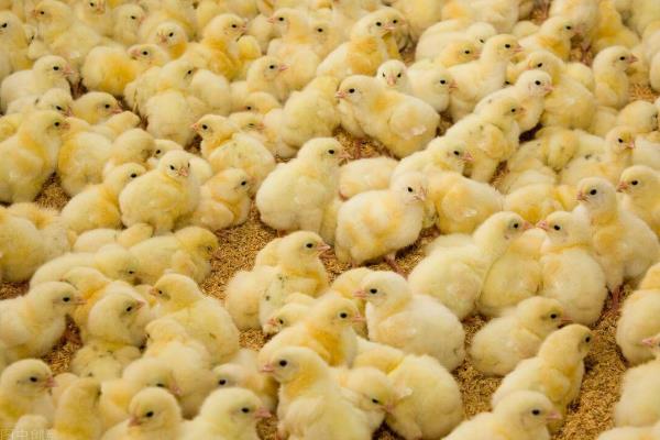 肉鸡的管理技术，一般一每群1000-1500只为好