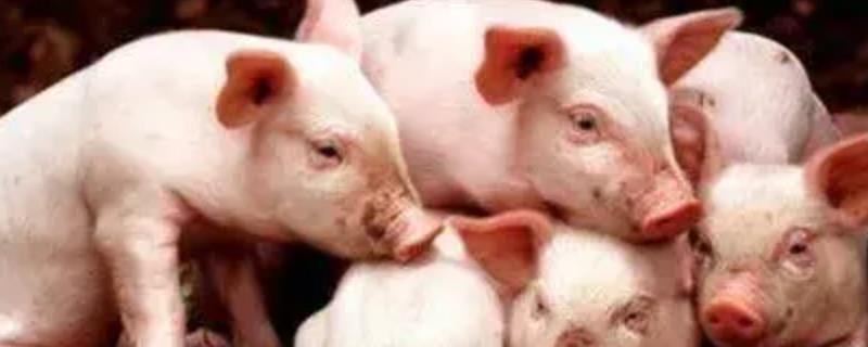 给猪驱虫的时间与方法,仔猪45日龄、母猪配种前等时间段适合驱虫