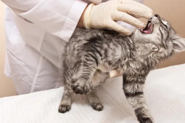 猫咪的体温达到40.5℃如何处理，可送往医院或使用氟尼辛葡甲胺颗粒