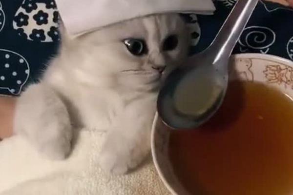 猫咪的体温达到40.5℃如何处理，可送往医院或使用氟尼辛葡甲胺颗粒