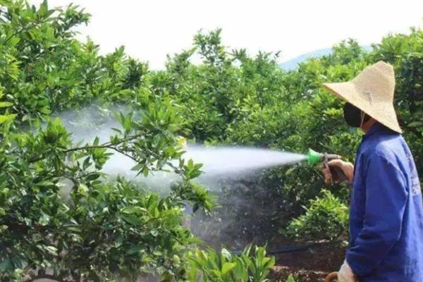 种植椪柑怎么管理，轻剪幼树且每年都要深翻扩穴