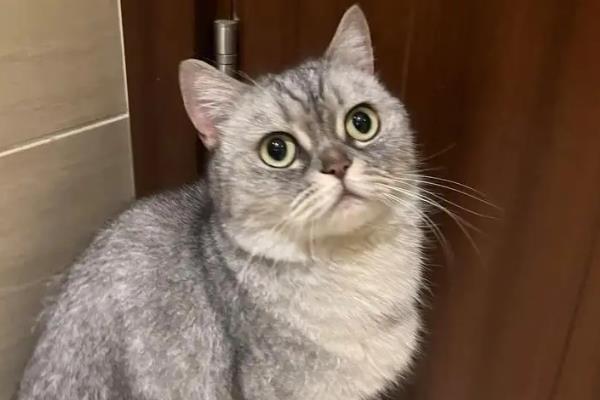 猫咪的体温达到40.5℃如何处理，可送往医院或使用氟尼辛葡甲胺颗粒