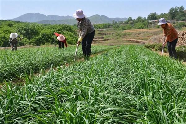 韭菜过度施肥如何解决，浇水稀释肥料可平衡渗透压