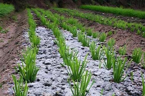 韭菜过度施肥如何解决，浇水稀释肥料可平衡渗透压