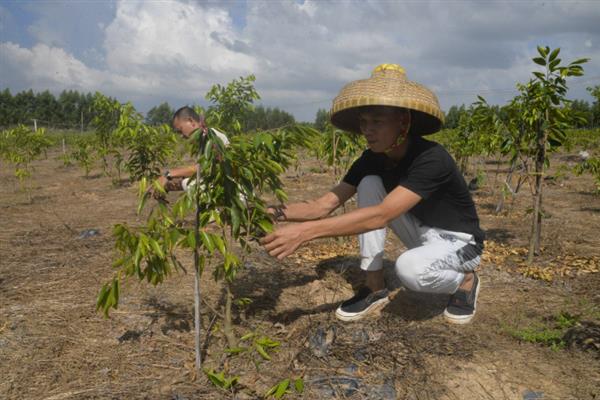 沉香的种植方法,种植2-3年后要为其施加含氮磷钾的肥料