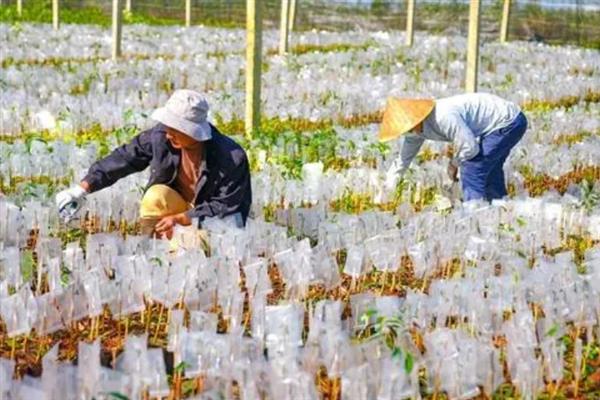 沉香的种植方法,种植2-3年后要为其施加含氮磷钾的肥料