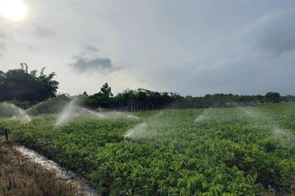沉香的种植方法,种植2-3年后要为其施加含氮磷钾的肥料