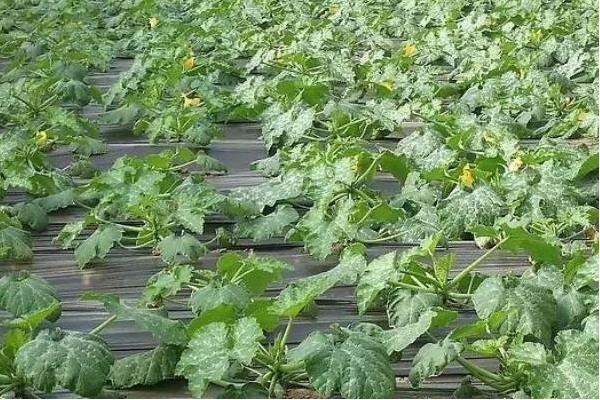 西葫芦灰霉病的防治方法，采取起垄覆膜、通风降湿等措施