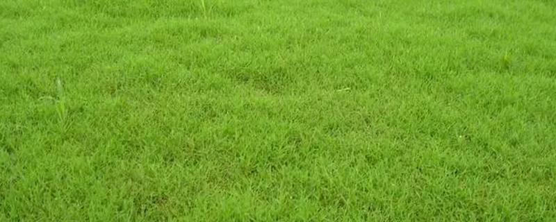 常用的草坪草种有哪些，有狗牙根、高羊茅等