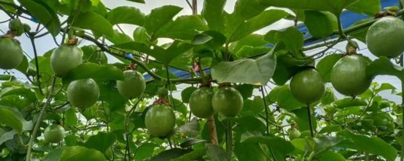 百香果什么时候成熟，跟各地的气候和种植时间等因素有关