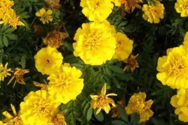 万寿菊的病害与治疗方法，常见的有枯萎病、花腐病等