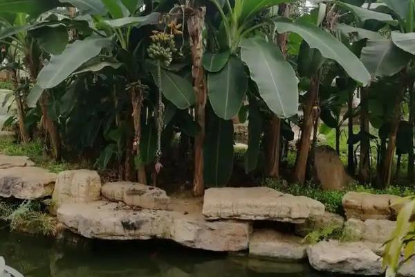 芭蕉树为什么一年砍一次,是由于其只能结一次果