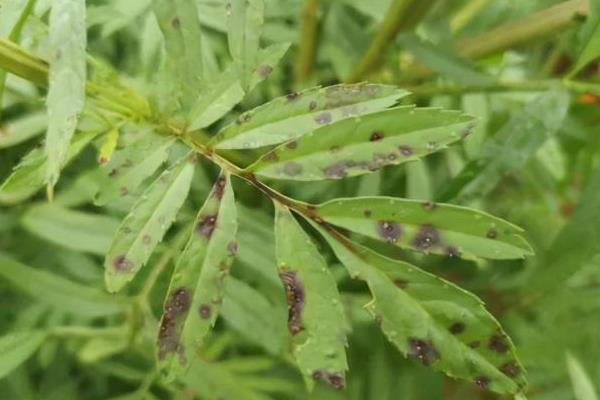 万寿菊的病害与治疗方法，常见的有枯萎病、花腐病等